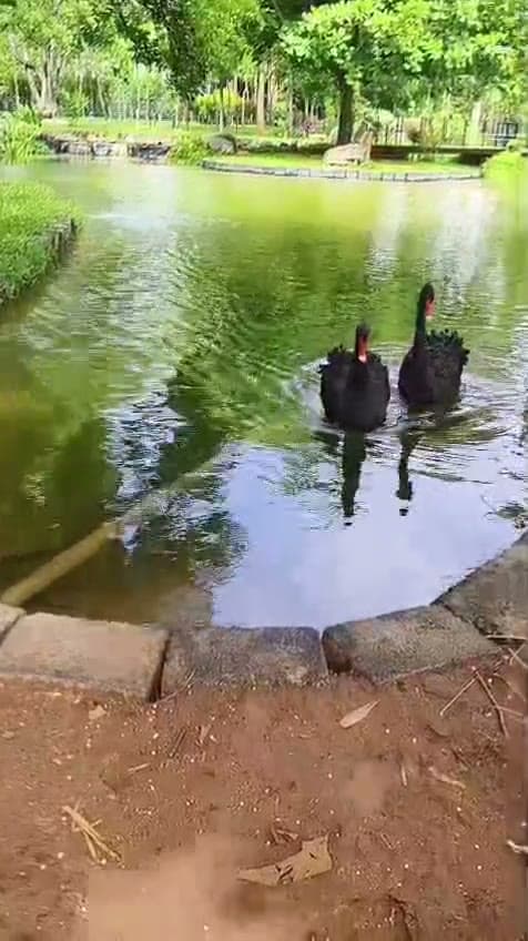 Koi Fish Ponds — clip 6