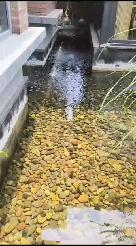 Koi Fish Ponds — clip 3
