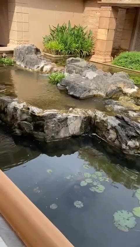 Koi Fish Ponds — clip 4